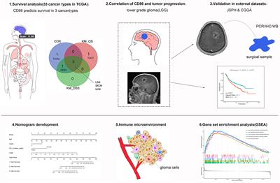 Integrated Analysis Reveals Prognostic Value and Immune Correlates of CD86 Expression in Lower Grade Glioma